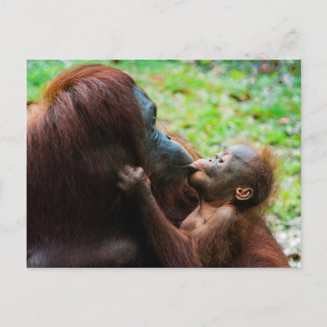 Orangutan Mutter und Kind Postkarte (Vorderseite)