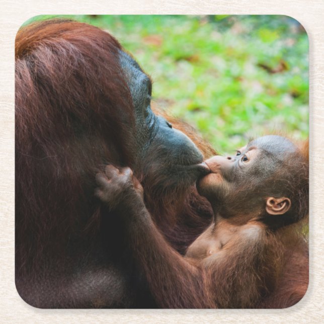 Orangutan Mutter und Kind Rechteckiger Pappuntersetzer (Vorderseite)
