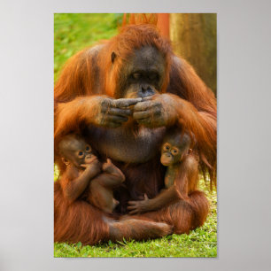 Orangutan Mutter und Säuglinge Poster