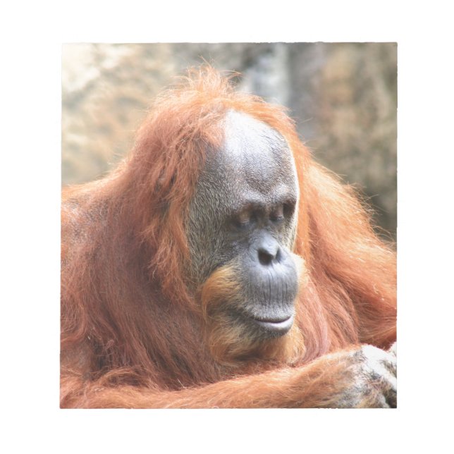 Orangutan Notizblock (Vorderseite)
