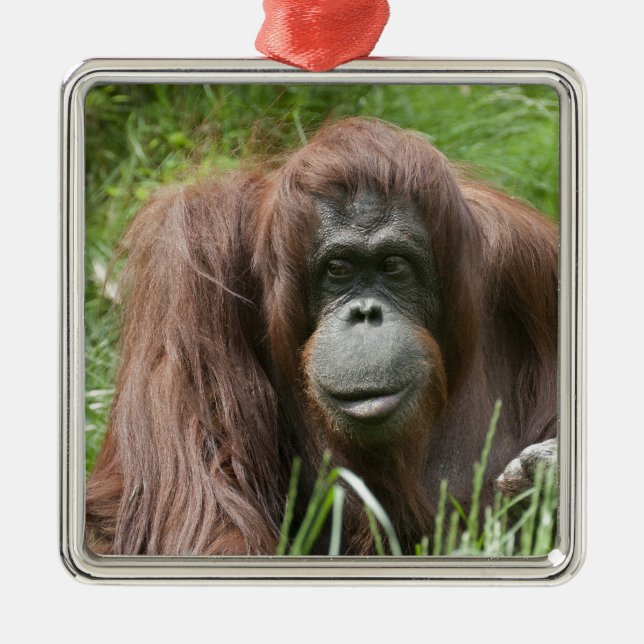 Orangutan Ornament Aus Metall (Vorne)