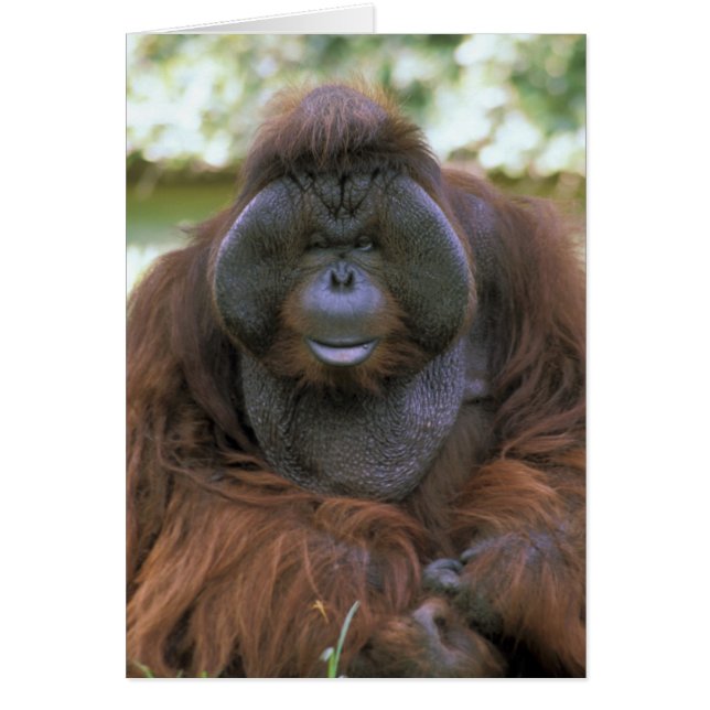 Orangutan Pongo Pygmaeus (Vorne)