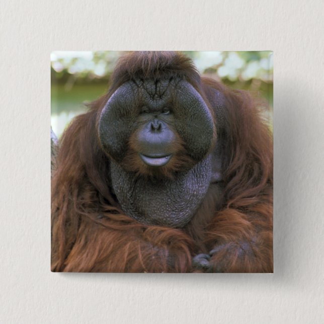Orangutan Pongo Pygmaeus Button (Vorderseite)