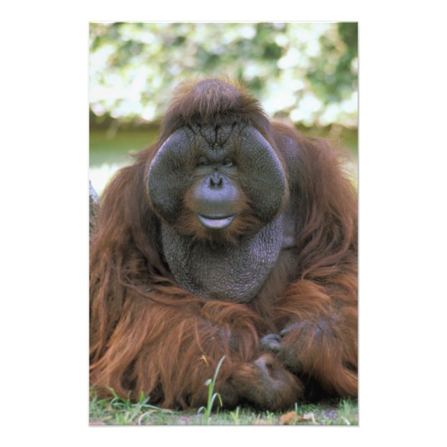 Orangutan Pongo Pygmaeus Fotodruck (Vorne)