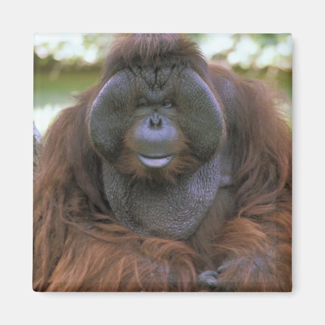 Orangutan Pongo Pygmaeus Magnet (Vorne)
