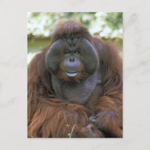Orangutan Pongo Pygmaeus Postkarte