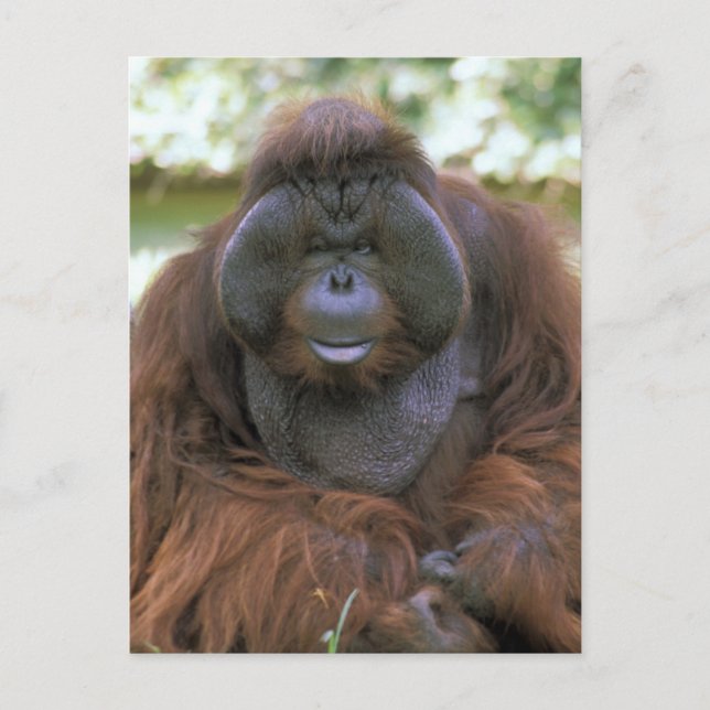 Orangutan Pongo Pygmaeus Postkarte (Vorderseite)
