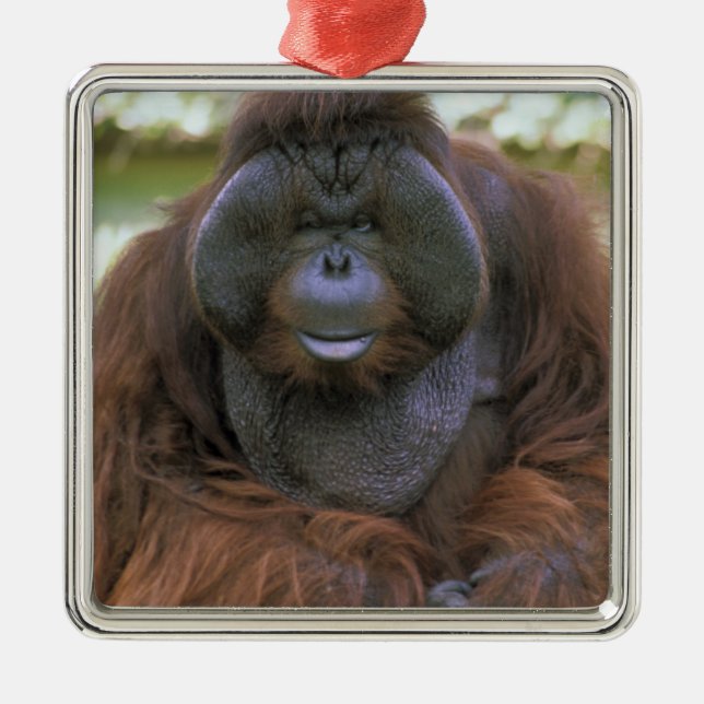 Orangutan Pongo Pygmaeus Silbernes Ornament (Vorne)