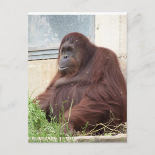 Orangutan Portrait Postkarte