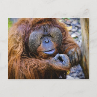 Orangutan Postcard Postkarte