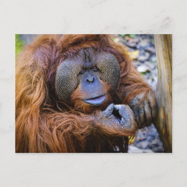 Orangutan Postcard Postkarte (Vorderseite)