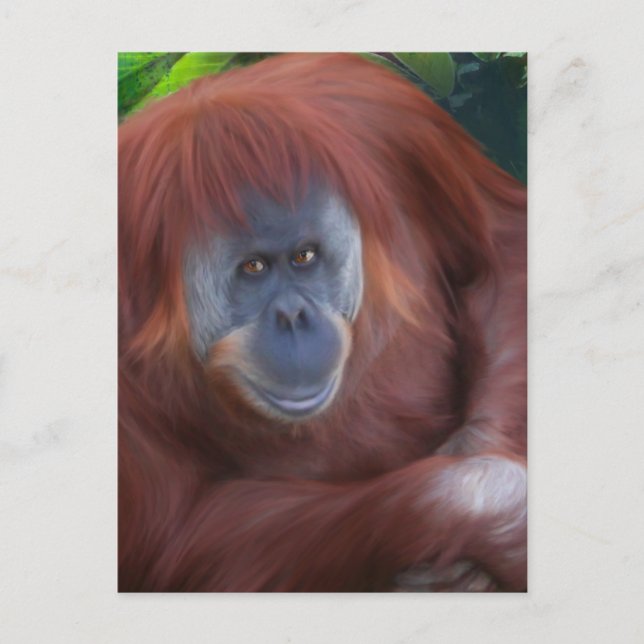 Orangutan Postcard Postkarte (Vorderseite)
