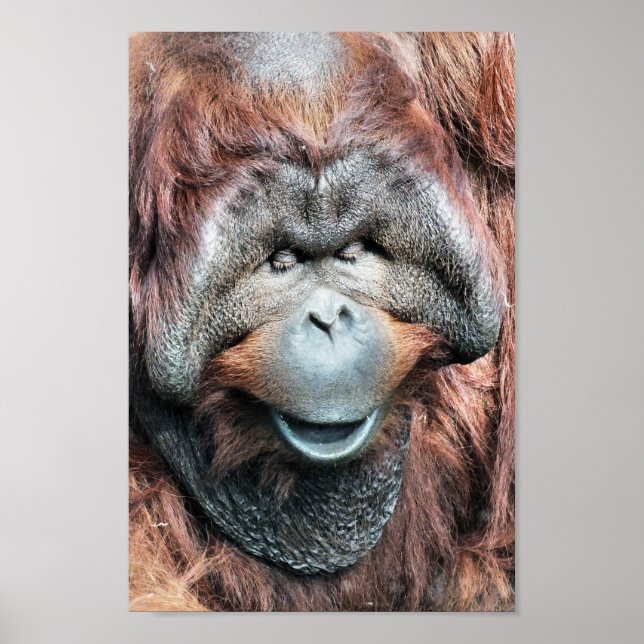 ORANGUTAN POSTER (Vorne)