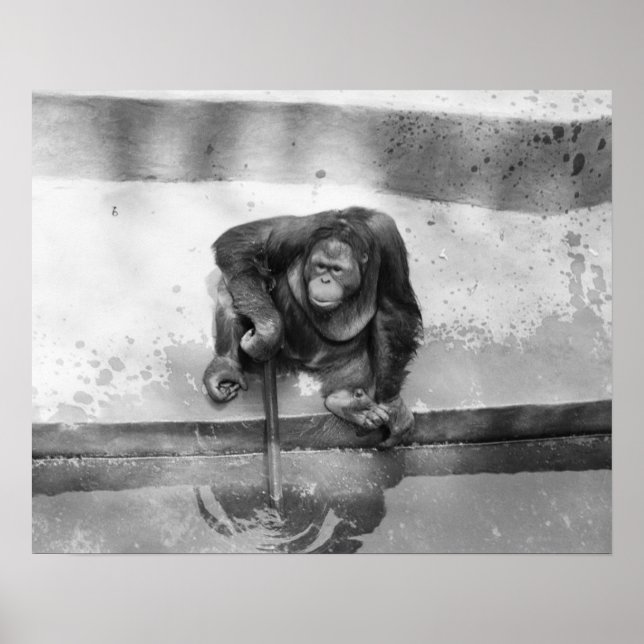 Orangutan Poster (Vorne)