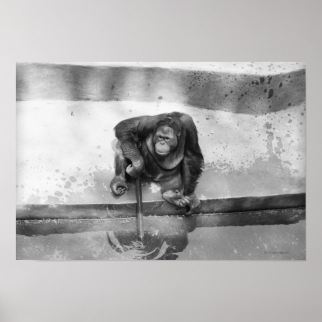 Orangutan Poster (Vorne)