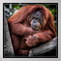 Orangutan