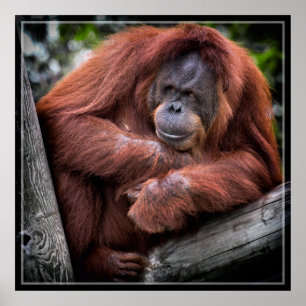 Orangutan Poster