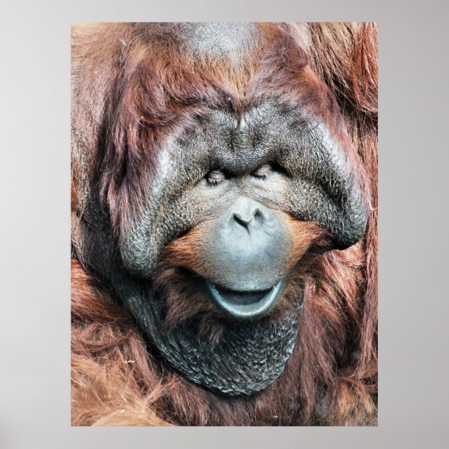 ORANGUTAN POSTER (Vorne)