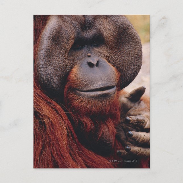 Orangutan Postkarte (Vorderseite)