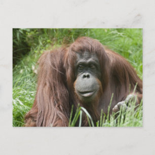 Orangutan Postkarte