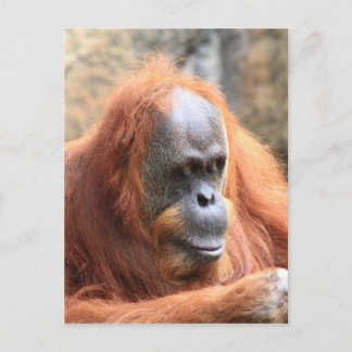 Orangutan Postkarte