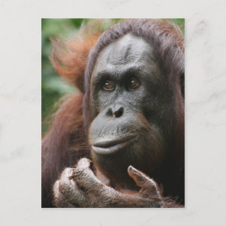 Orangutan Postkarte