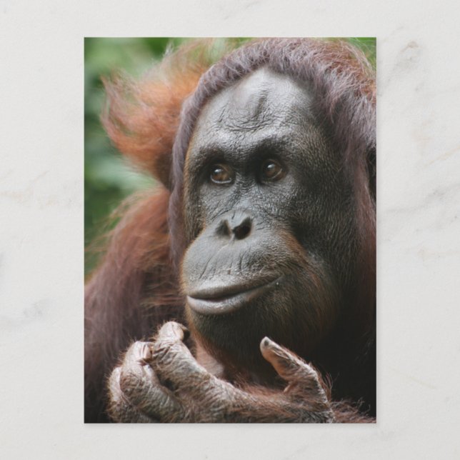 Orangutan Postkarte (Vorderseite)