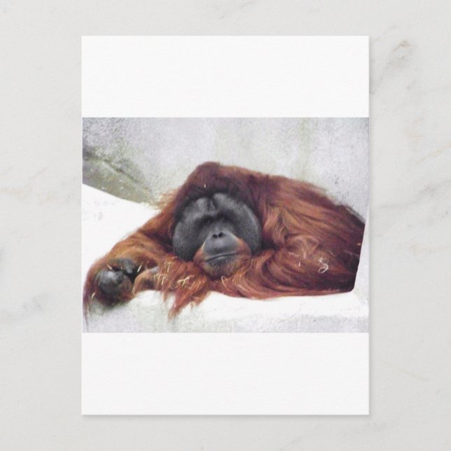 Orangutan Postkarte (Vorderseite)