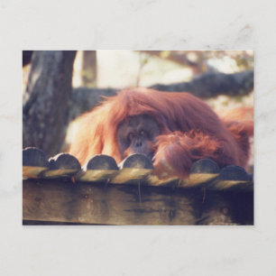 Orangutan Postkarte