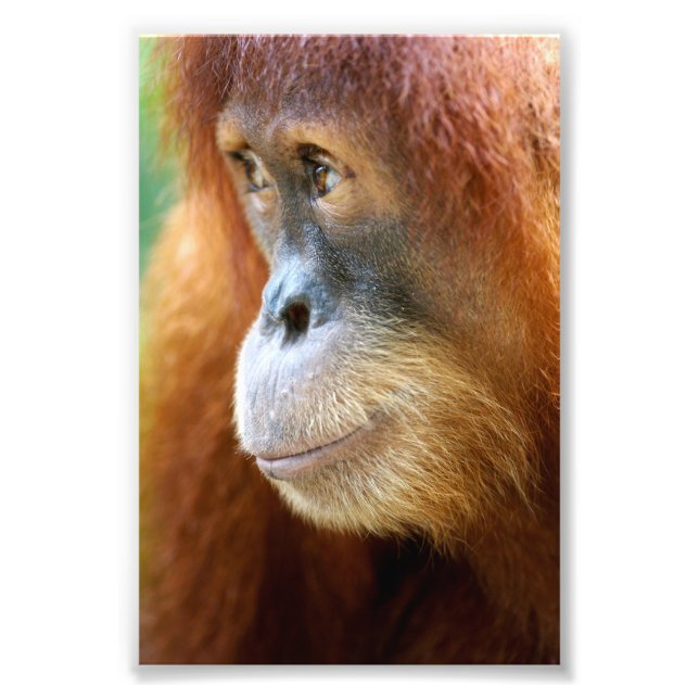 Orangutan-Profil Fotodruck (Vorne)