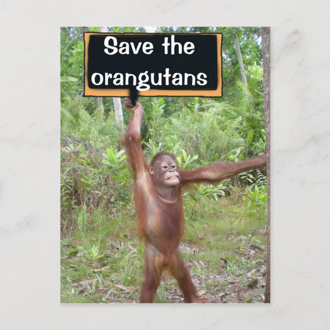 Orangutan Protest-Zeichen Postkarte (Vorderseite)