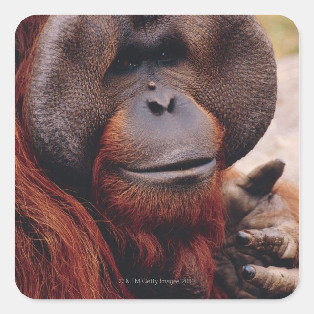 Orangutan Quadratischer Aufkleber (Vorderseite)