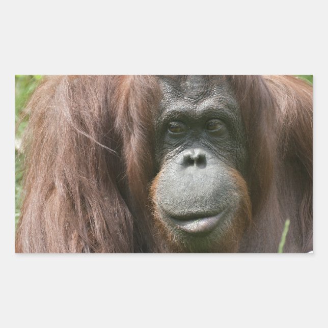 Orangutan Rechteckiger Aufkleber (Vorderseite)
