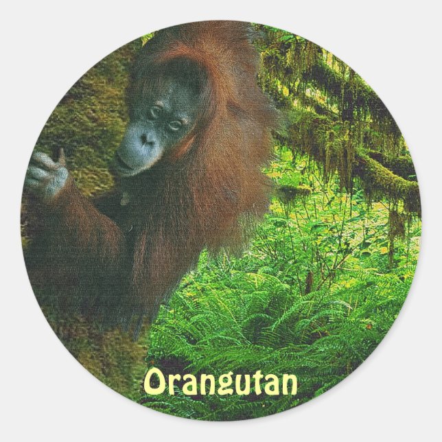Orangutan Red Ape & Jungle Primat Stickers (Vorderseite)