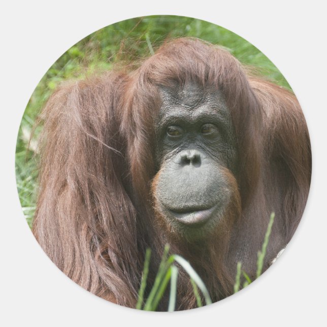 Orangutan Runder Aufkleber (Vorderseite)