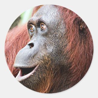 Orangutan Runder Aufkleber
