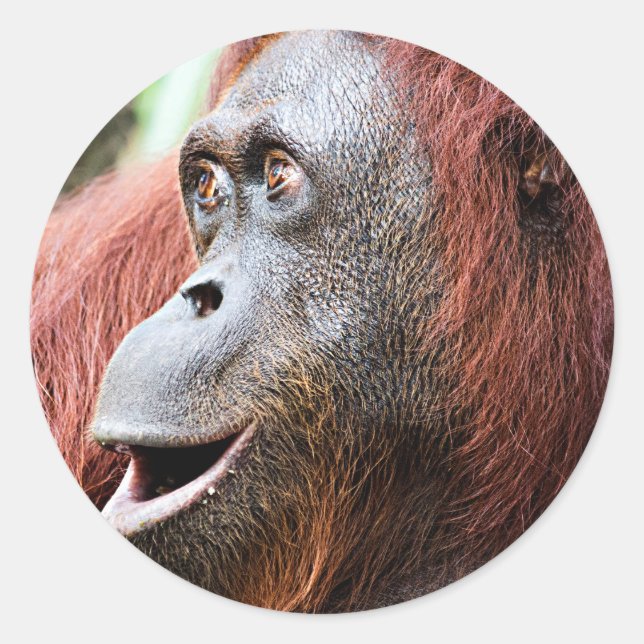 Orangutan Runder Aufkleber (Vorderseite)