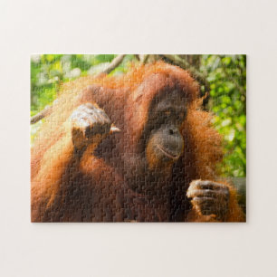 Orangutan Singapore Zoo . Puzzle