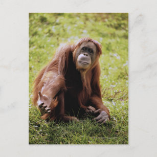 Orangutan sitzt auf Gras und schaut Kamera an Postkarte