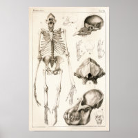 Orangutan Skeleton Skull Veterinary Anatomy Print