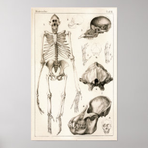 Orangutan Skeleton Skull Veterinary Anatomy Print Poster