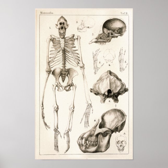 Orangutan Skeleton Skull Veterinary Anatomy Print Poster (Vorne)