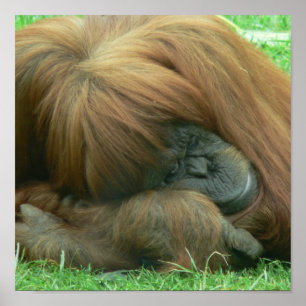 Orangutan Sleeping Print Poster