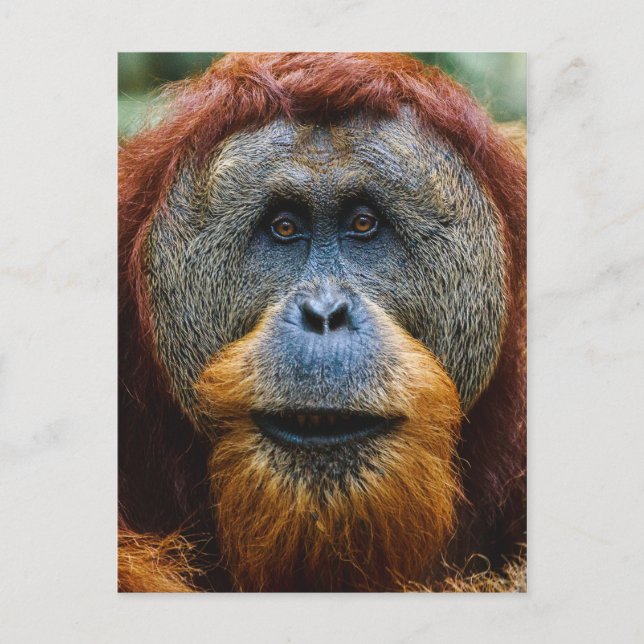 Orangutan - Sumatra, Indonesien Postkarte (Vorderseite)