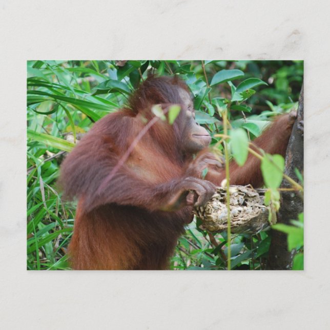 Orangutan Treasure Postkarte (Vorderseite)