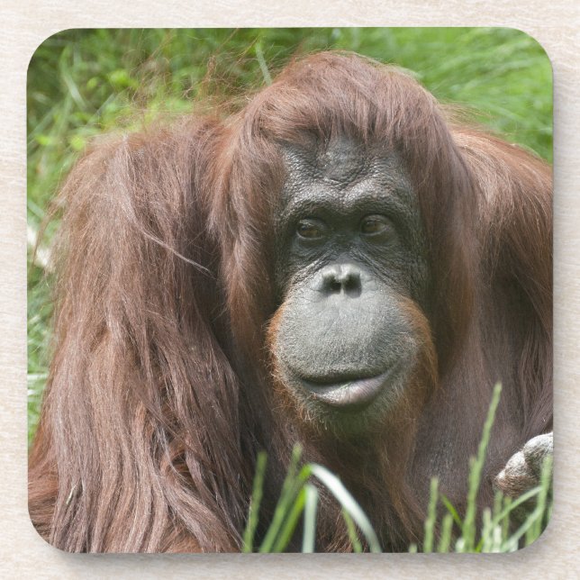 Orangutan Untersetzer (Vorderseite)