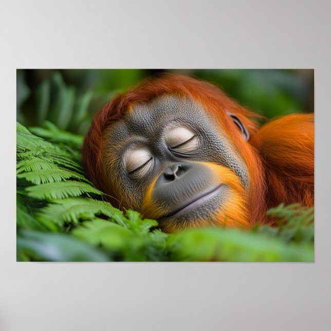 Orangutan Wild Animal Relaxing Portrait  Poster (Vorne)