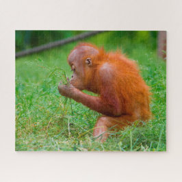 Orangutane. Puzzle