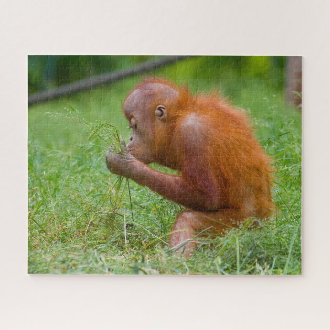 Orangutane. Puzzle (Horizontal)
