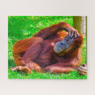Orangutane. Puzzle